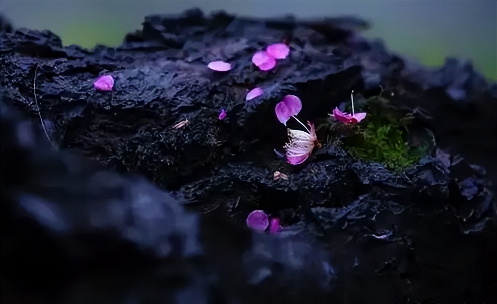 关于静静赏花的唯美古诗词（静静的观景赏花的诗词）