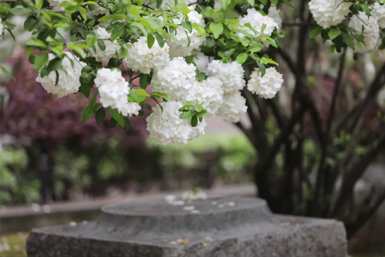 关于静静赏花的唯美古诗词（静静的观景赏花的诗词）