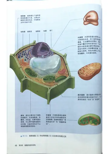 2022高中生物的优秀教案范文（高中生物的教学简案）