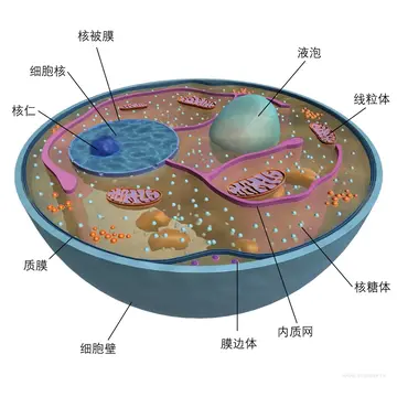 2022高中生物的优秀教案范文（高中生物的教学简案）