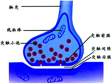 2022高中生物的优秀教案范文（高中生物的教学简案）