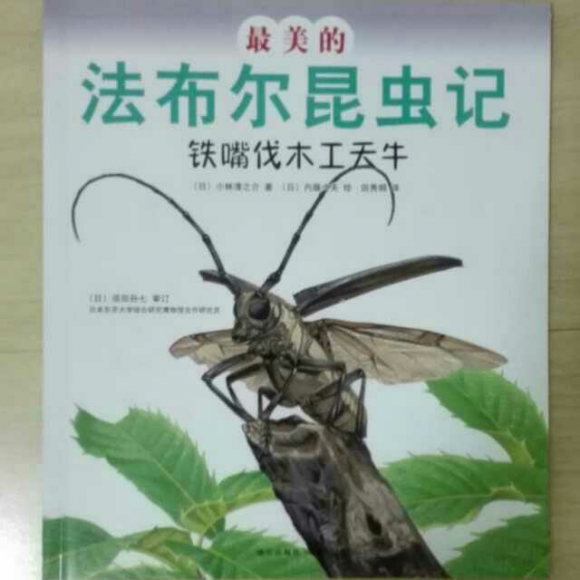 小学生《昆虫记》读后感（精选600字范文）