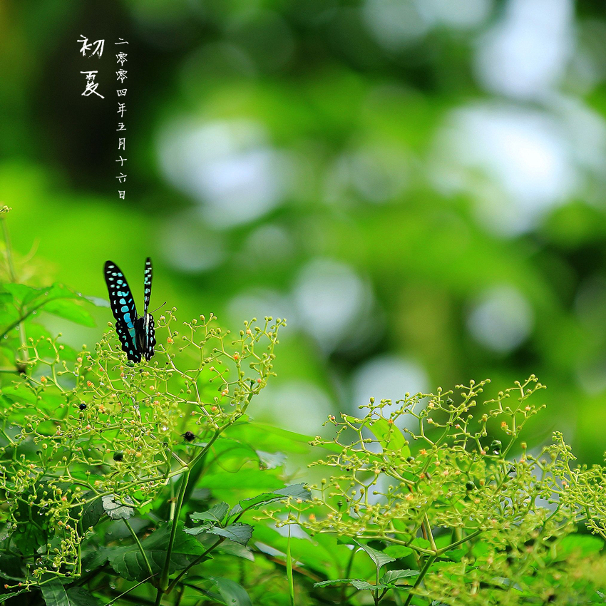 大学生作文初夏无雨（精选1500字范文）