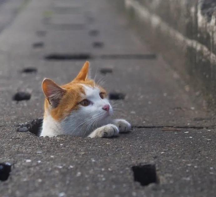 小学生优秀作文我和一只流浪猫，分享500字范文