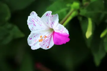 地雷花作文及范文（关于地雷花作文大全）