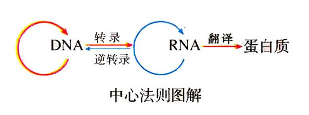 克隆动物的父母是谁，克隆技术的过程理论讲解