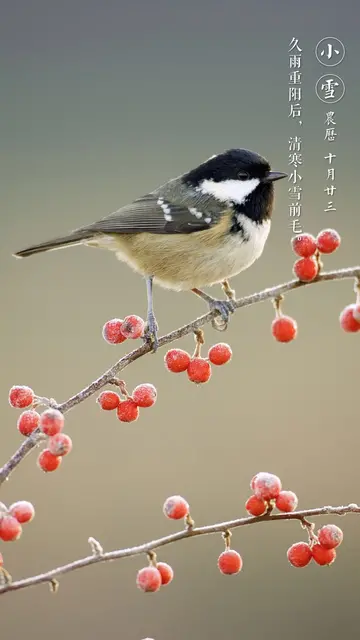 关于小雪的唯美及古风句子（描写小雪节气的古诗及赏析）