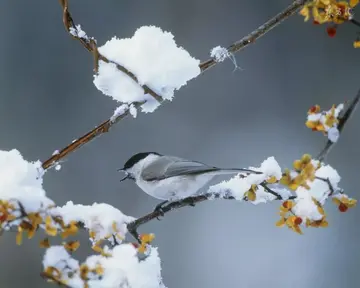 关于小雪的唯美及古风句子（描写小雪节气的古诗及赏析）