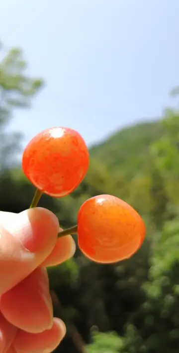 描写夏天的句子及古诗有哪些（描写赞美夏天的优美句子）