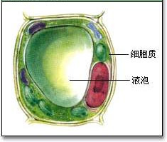 细胞内部分工及内部结构，高中生物细胞器详解