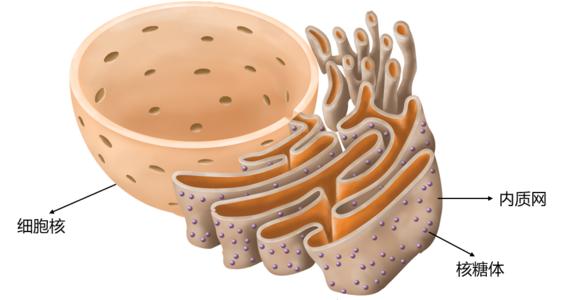细胞内部分工及内部结构，高中生物细胞器详解