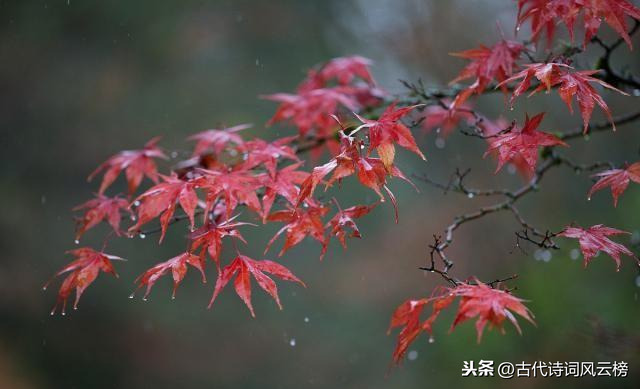 关于秋天景色的诗句大全（赞美秋天的美景佳句）