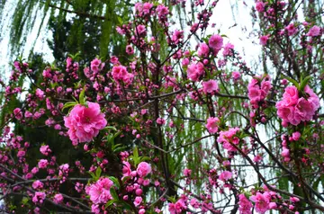 春天里的发现看图写话作文及范文（二年级描写春天里的发现的景色作文）