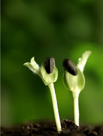 我是一颗种子诗及朗诵稿（我是一颗梦想的种子诗）