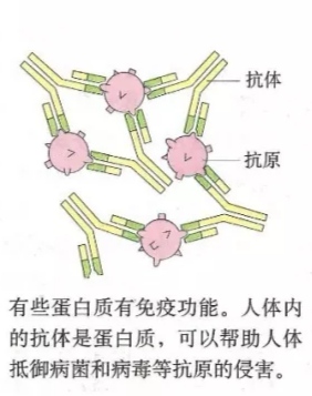 蛋白质多样的功能及其作用，细胞中的有机物讲解