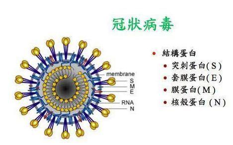 蛋白质多样的功能及其作用，细胞中的有机物讲解