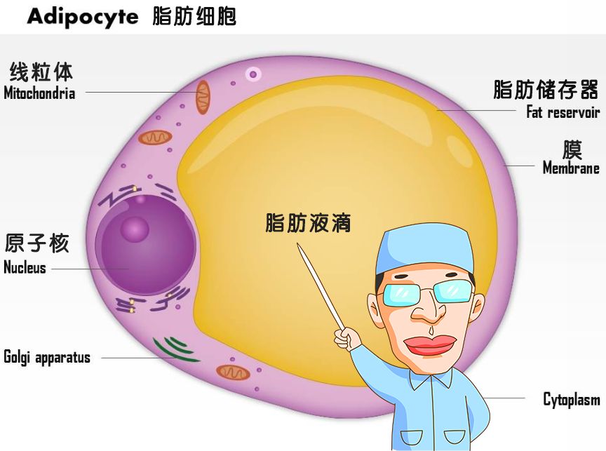 蛋白质多样的功能及其作用，细胞中的有机物讲解