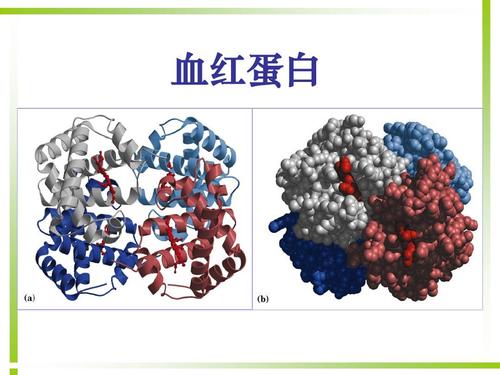 蛋白质多样的功能及其作用，细胞中的有机物讲解