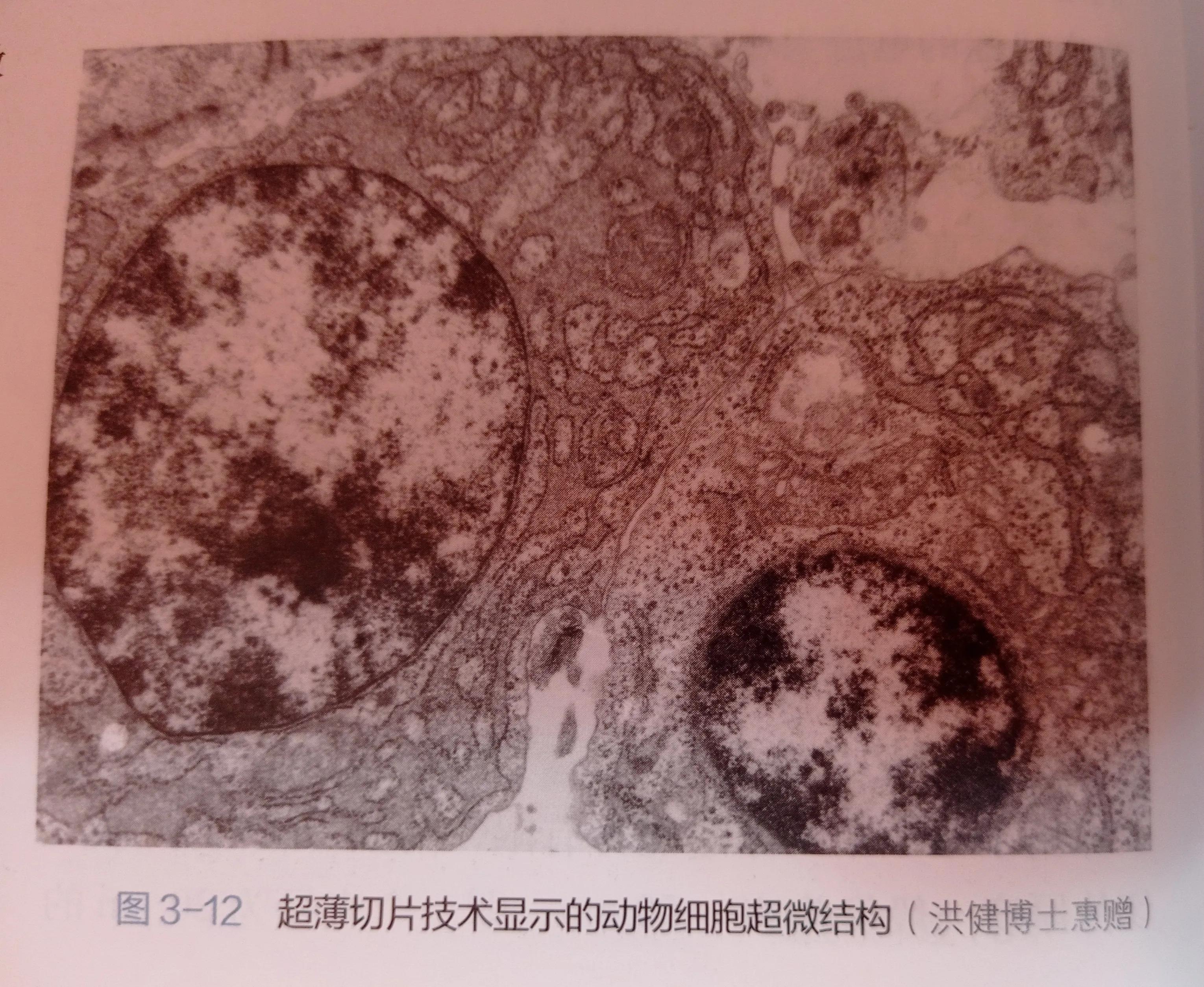 平常看不见的细胞的模样，生物多种多样的细胞