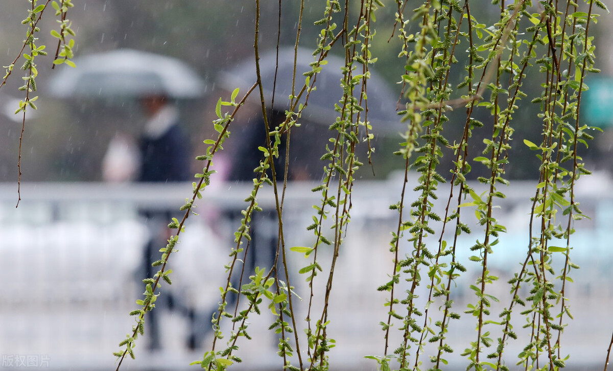 关于描写春风春雨的作文（分享春风春雨，如画如诗范文）