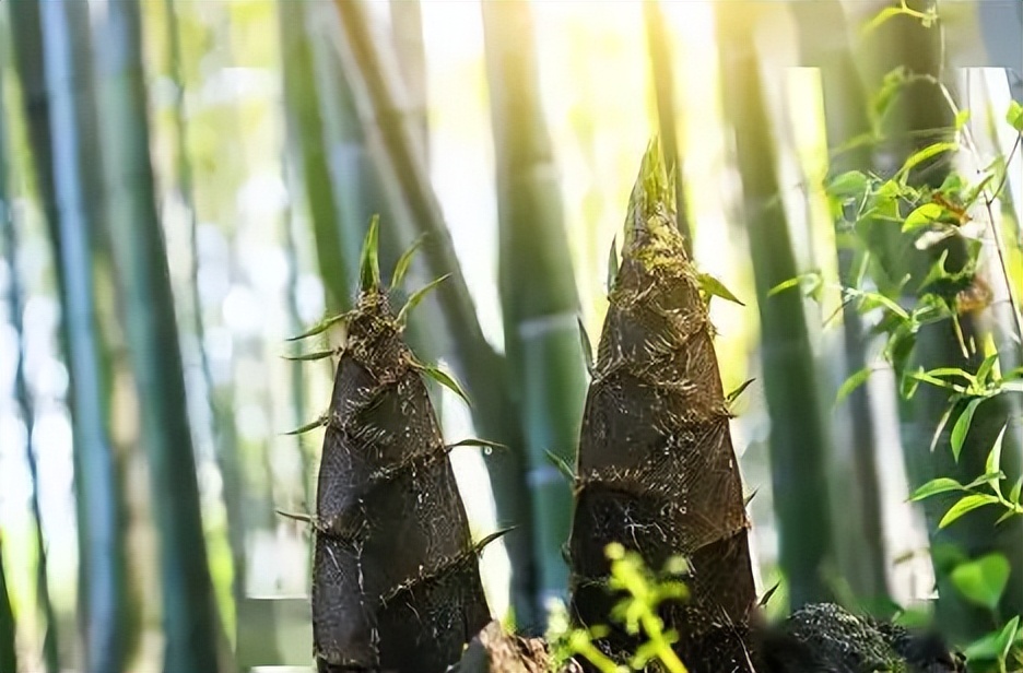 有关咏新笋的诗词，赞美正当初夏新笋诗句