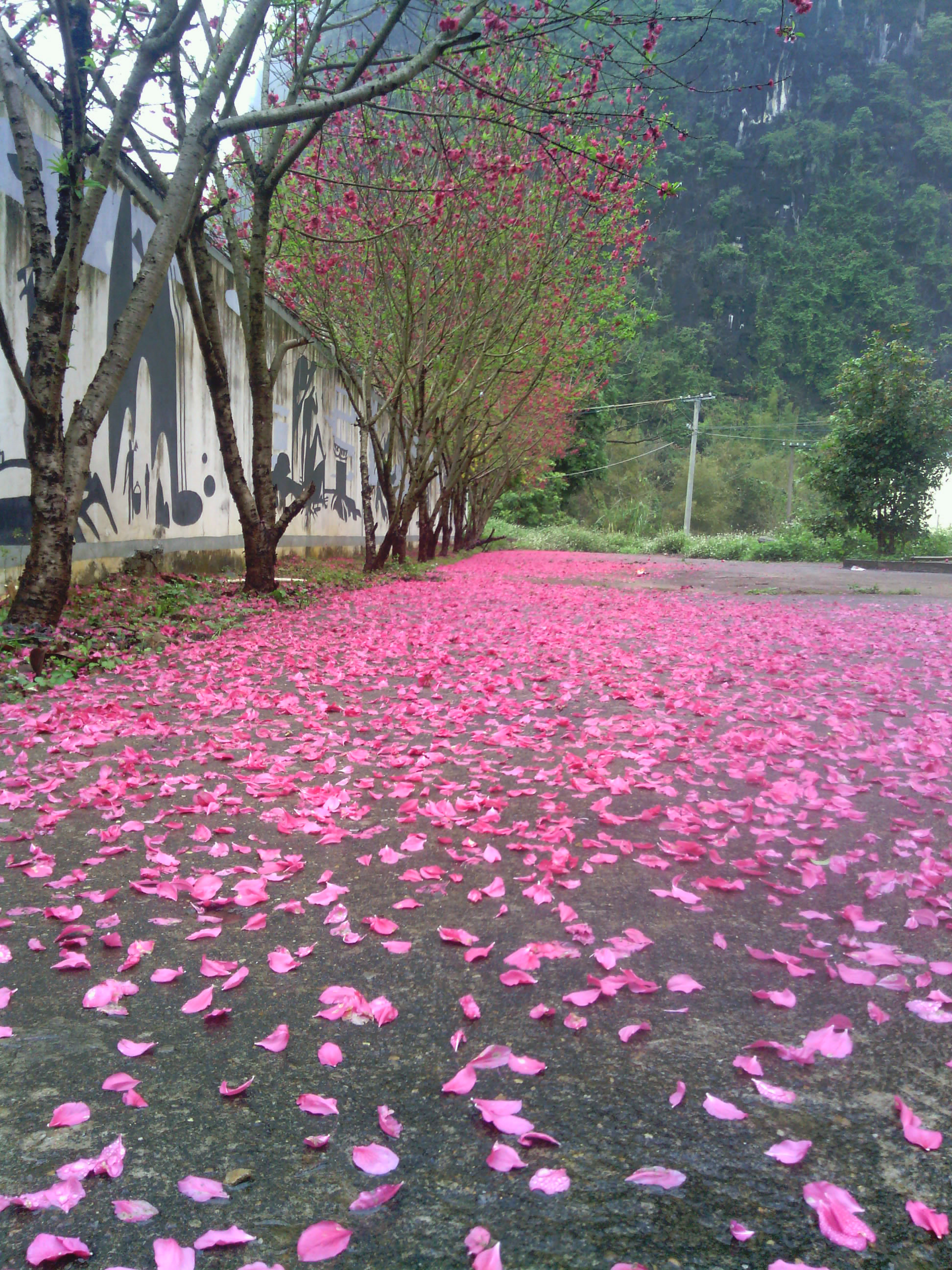 写一篇关于桃花的优秀作文（关于桃花400字作文）