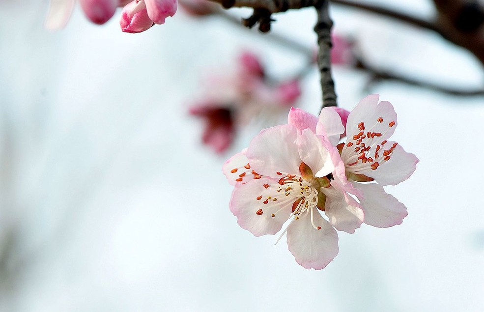 写一篇关于桃花的优秀作文（关于桃花400字作文）