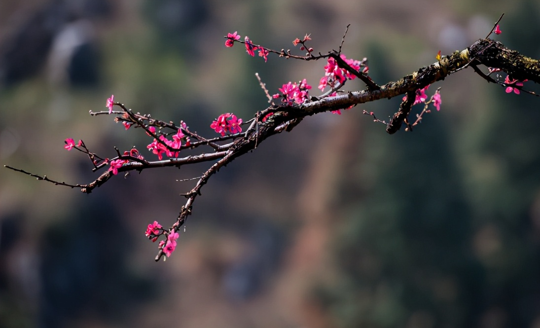 关于形容桃花的唯美句子及古诗句（关于描写桃花的诗句有哪些）