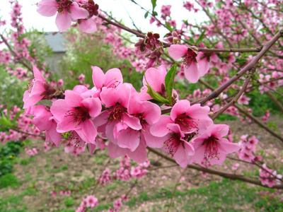 写一篇关于桃花的优秀作文（关于描写桃花的满分作文及范文）