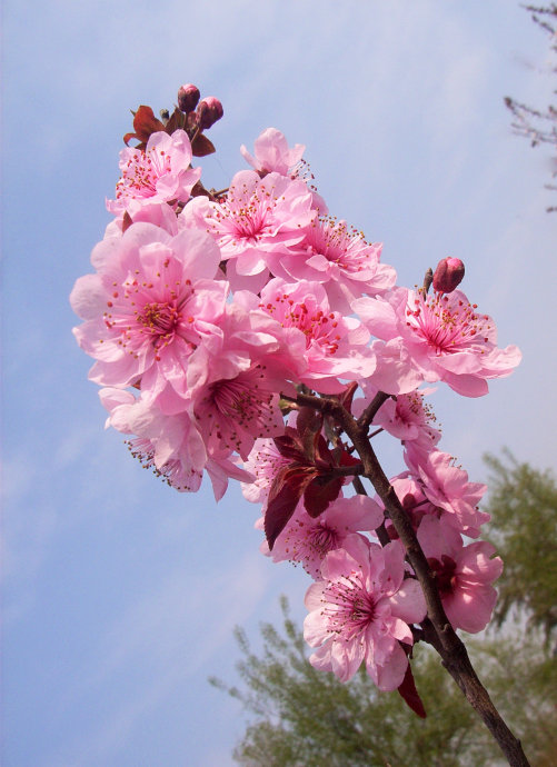 关于桃花源记的想象作文（关于走进桃花源的作文800字及范文）