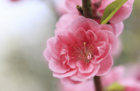 以桃花亲情为题写一篇优秀作文（赞美桃花亲情的唯美作文及范文）