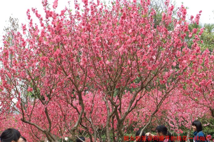 以桃花亲情为题写一篇优秀作文（赞美桃花亲情的唯美作文及范文）