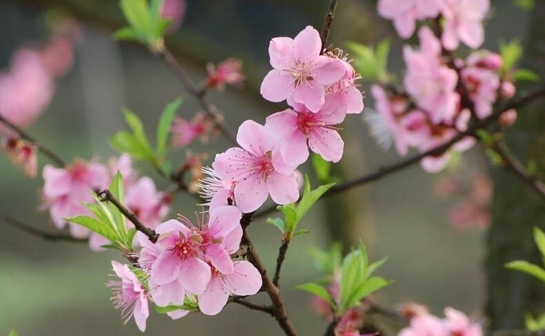 以桃花亲情为题写一篇优秀作文（赞美桃花亲情的唯美作文及范文）