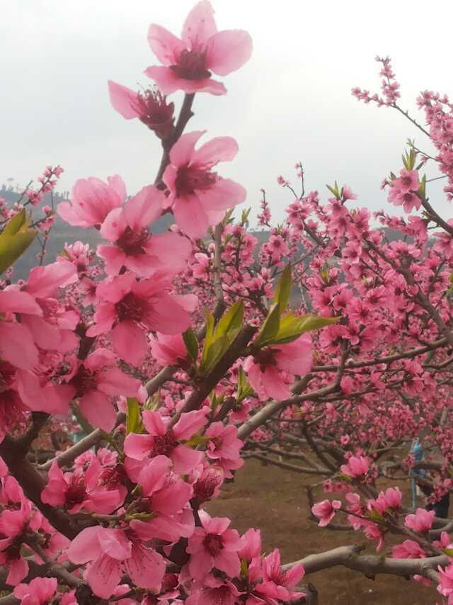 关于桃花亲情优秀作文（以桃花亲情为题写一篇作文及范文）