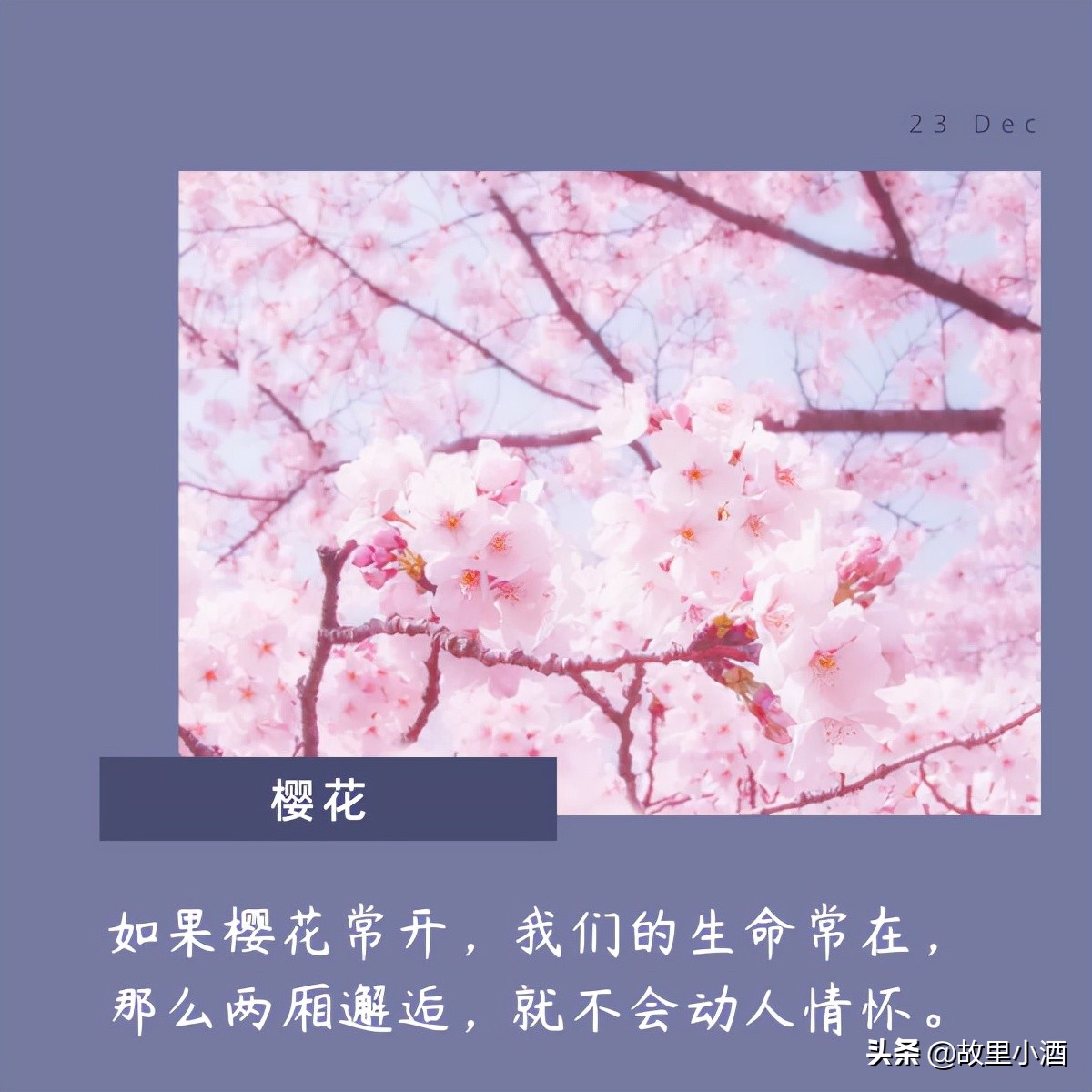 适合花店发朋友圈的优美句子（人和海棠俱醉唯美句子摘抄）