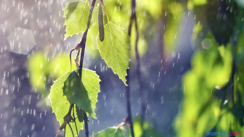 关于写雨景的点面结合作文（以写雨景的叙事类作文情景交融及范文）