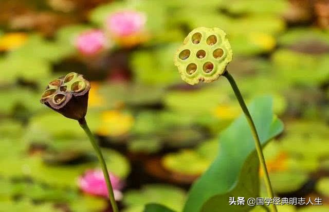 吟咏夏天的经典古诗词（所有的美好，如期而至）