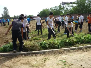 优秀作文劳动的青春最美丽800字（奋斗的青春最光荣）