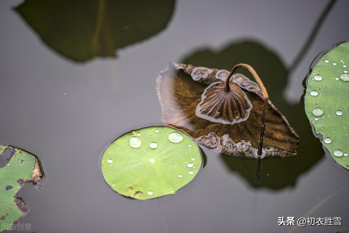 五首处暑节气诗鉴赏（景色变化的古诗）