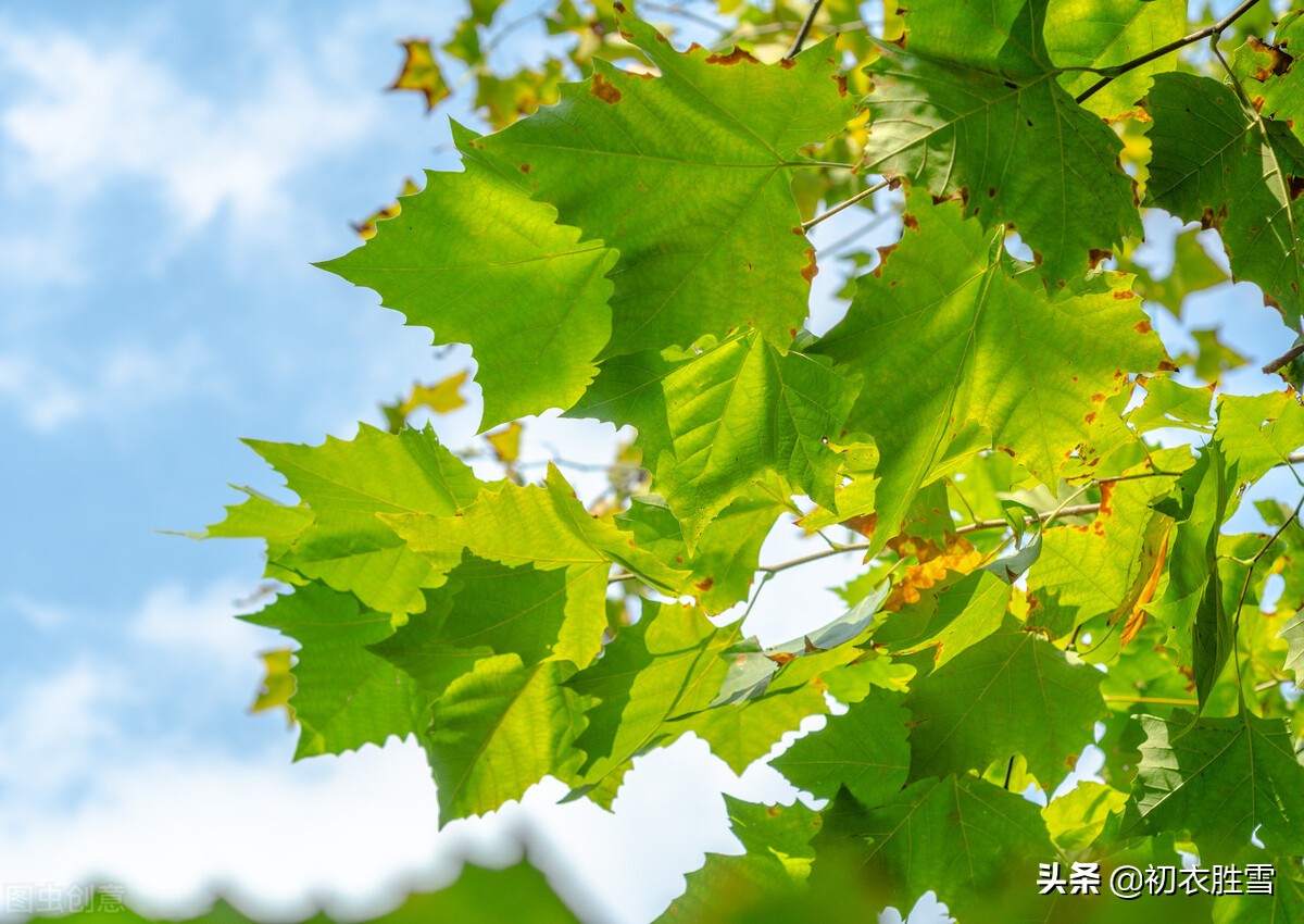 五首处暑节气诗鉴赏（景色变化的古诗）