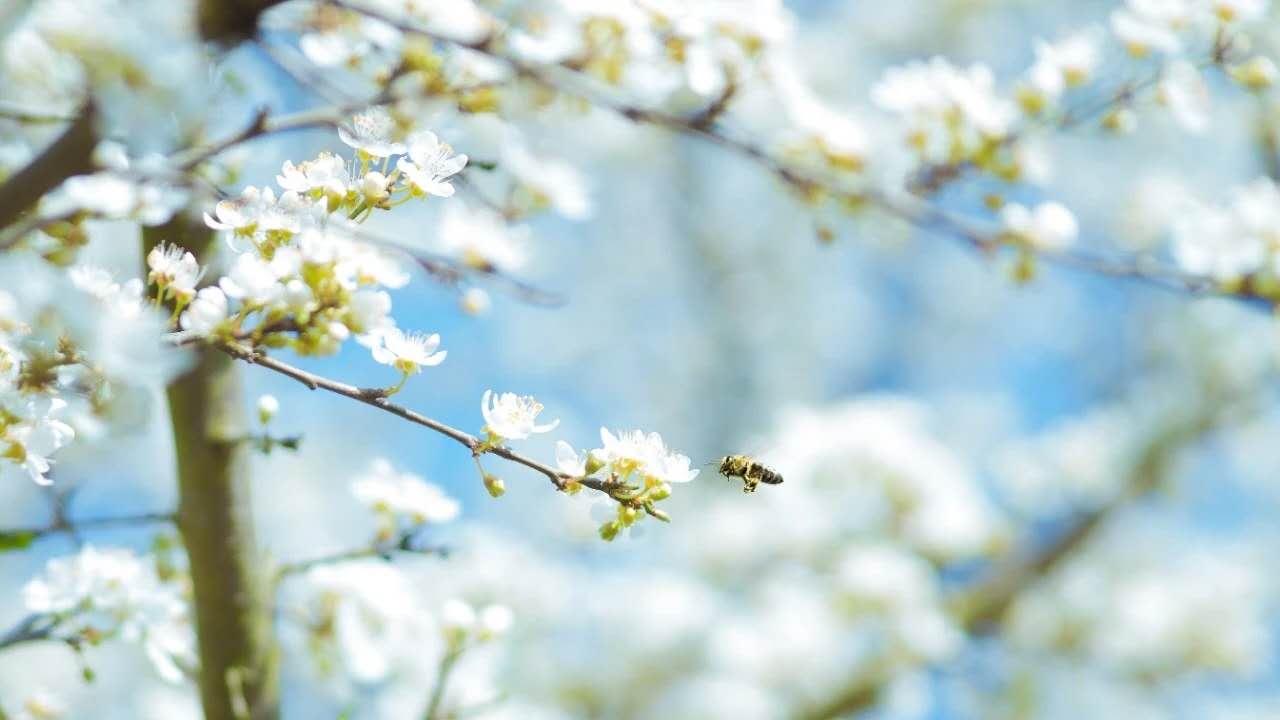 常见的经典古诗三百首，回顾唐诗宋词三百首