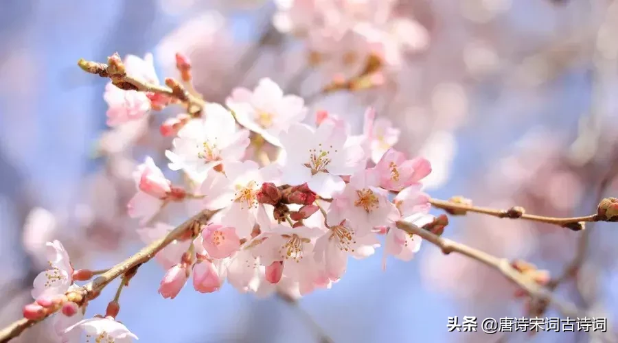 形容桃花艳丽的诗词，简单优美的句子