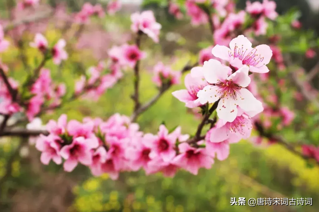 形容桃花艳丽的诗词，简单优美的句子