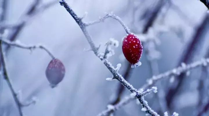 描写雪的唯美诗词名句（晚来天欲雪，能饮一杯无）