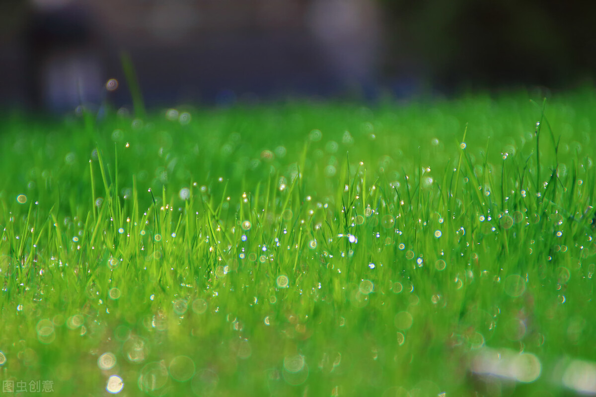 细腻柔情的春雨（关于描写春雨的经典古诗赏析）