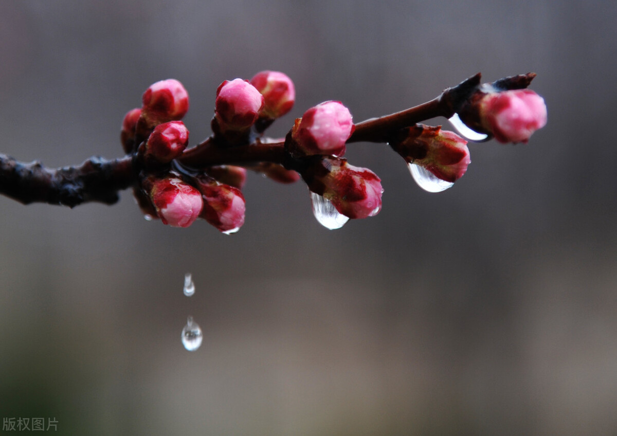 细腻柔情的春雨（关于描写春雨的经典古诗赏析）