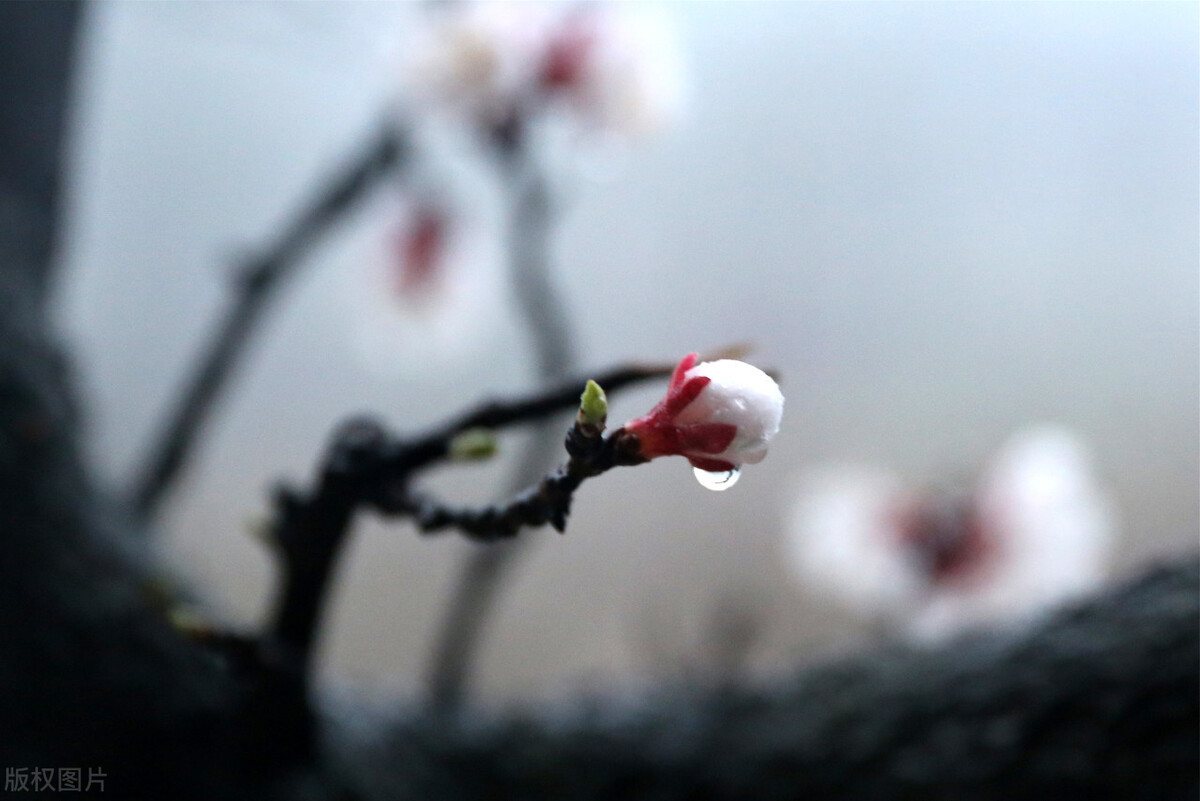 细腻柔情的春雨（关于描写春雨的经典古诗赏析）