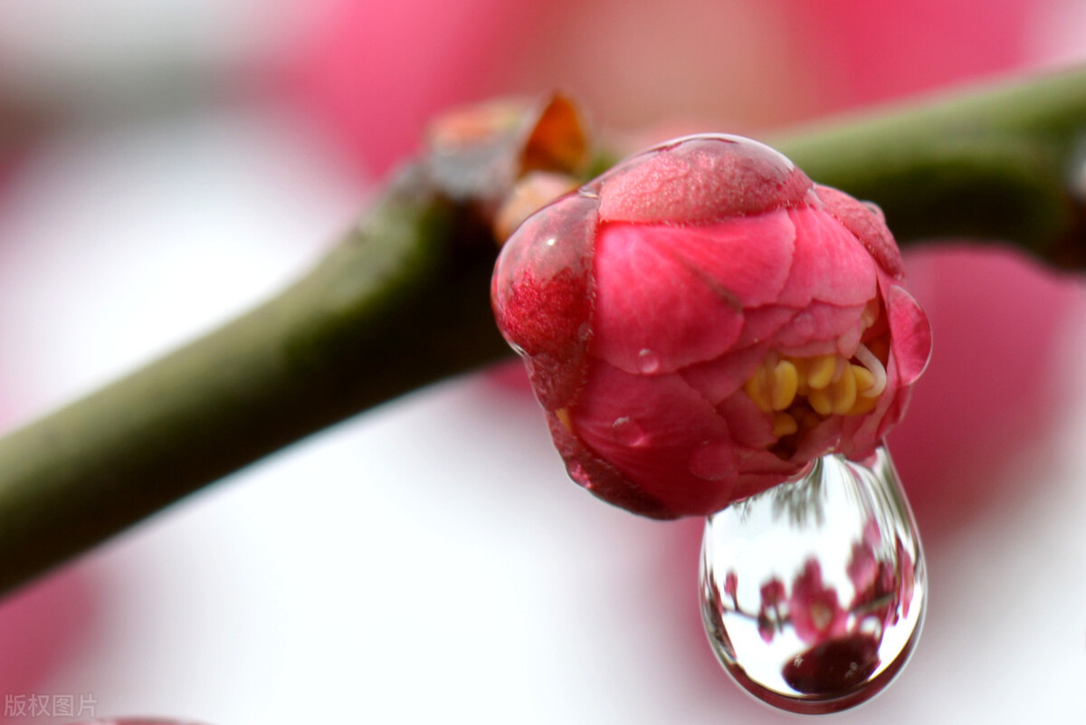 细腻柔情的春雨（关于描写春雨的经典古诗赏析）