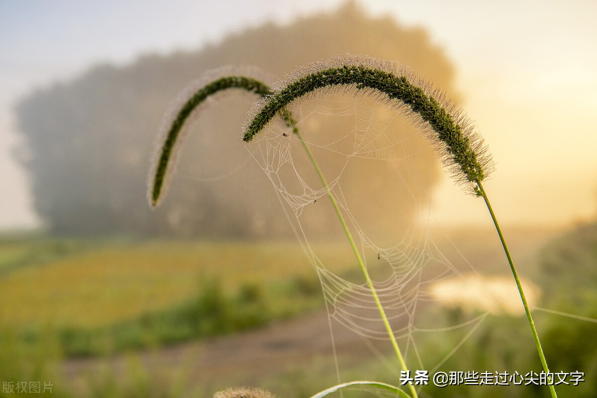 早安问候的暖心句子（表达早安的励志简短语录）