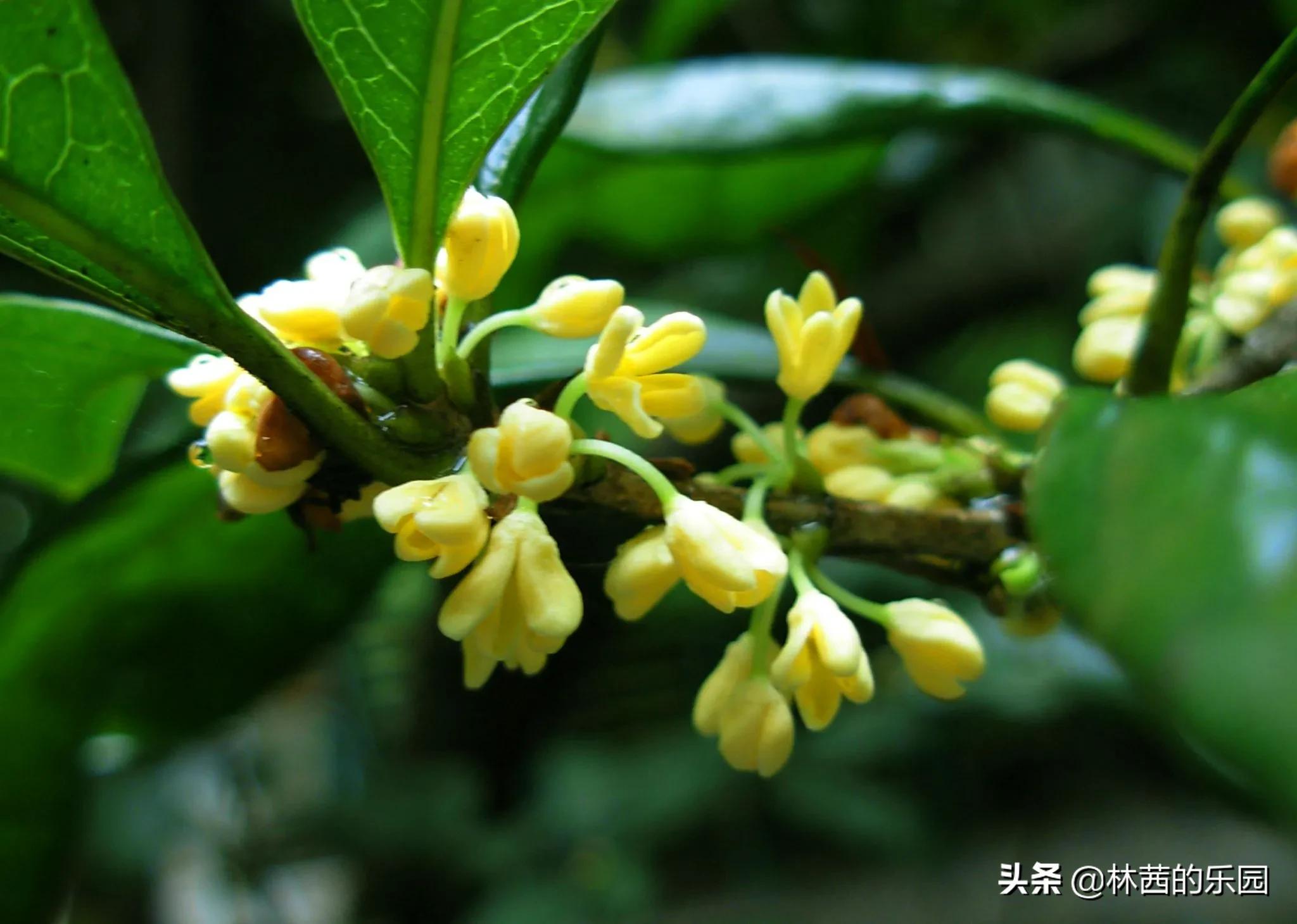 十首优美的桂花诗词推荐（意境绝美的桂花诗词）